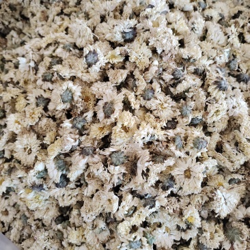大量出售菊花