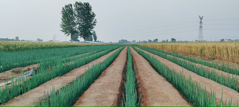 铁杆大葱田间生长实景图