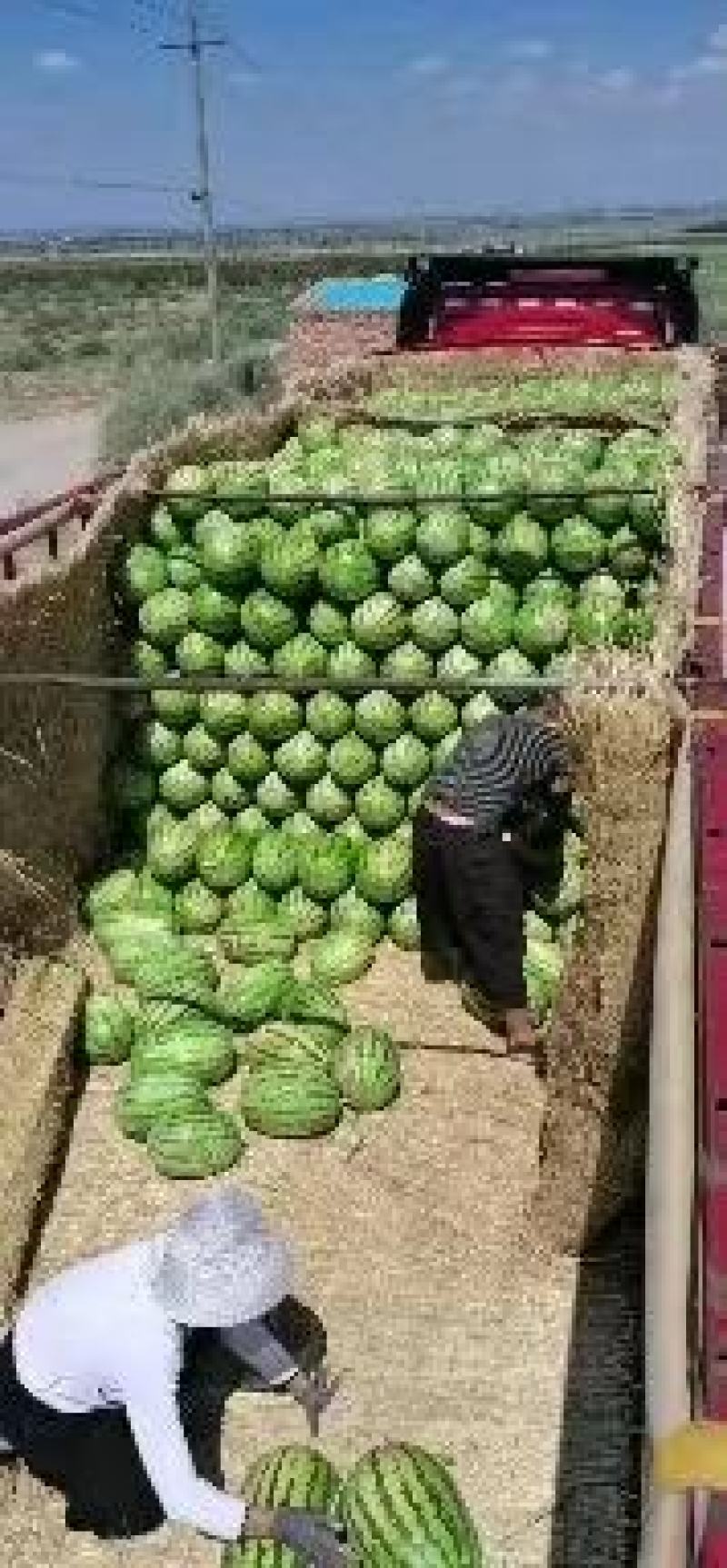 《热卖中》陕西大荔县金城5号西瓜口感好价格美丽可视频看