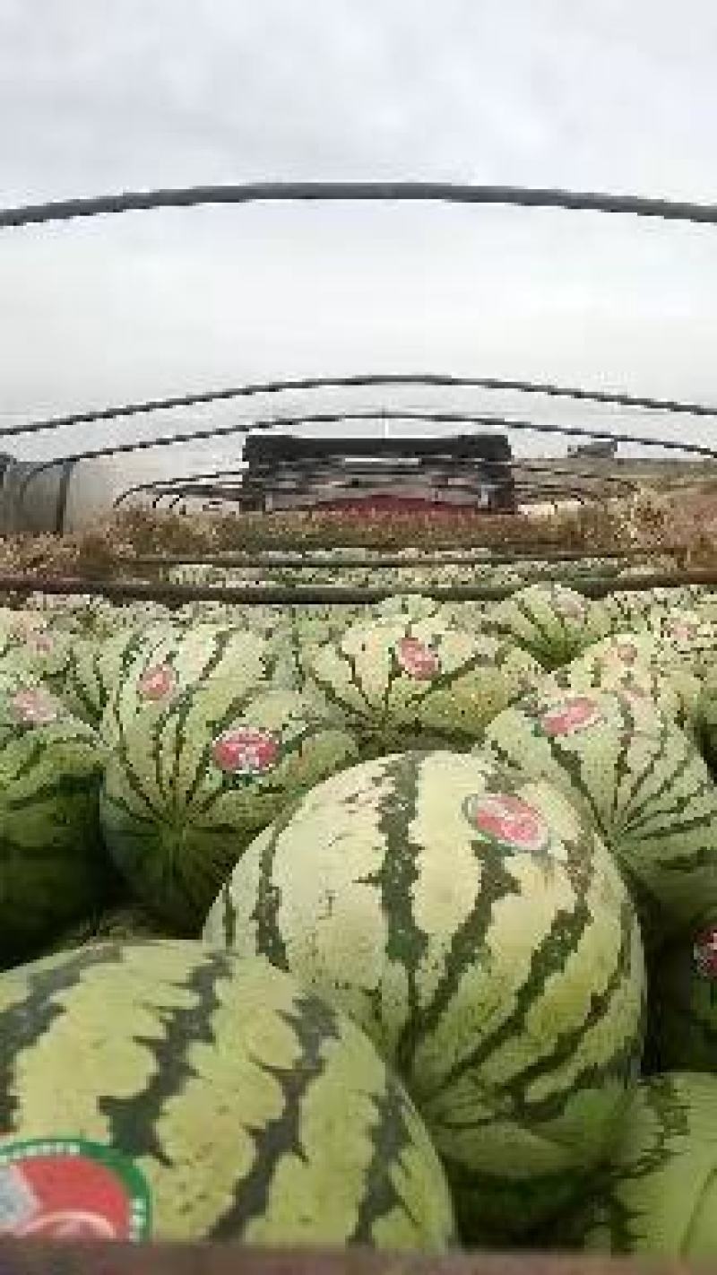 《热卖中》陕西大荔县金城5号西瓜口感好价格美丽可视频看