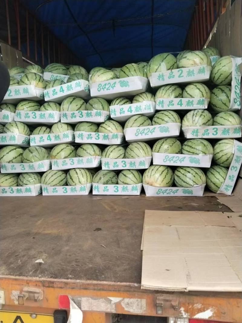 湖南岳阳麒麟西瓜大量供应代发全国诚信合作欢迎来电