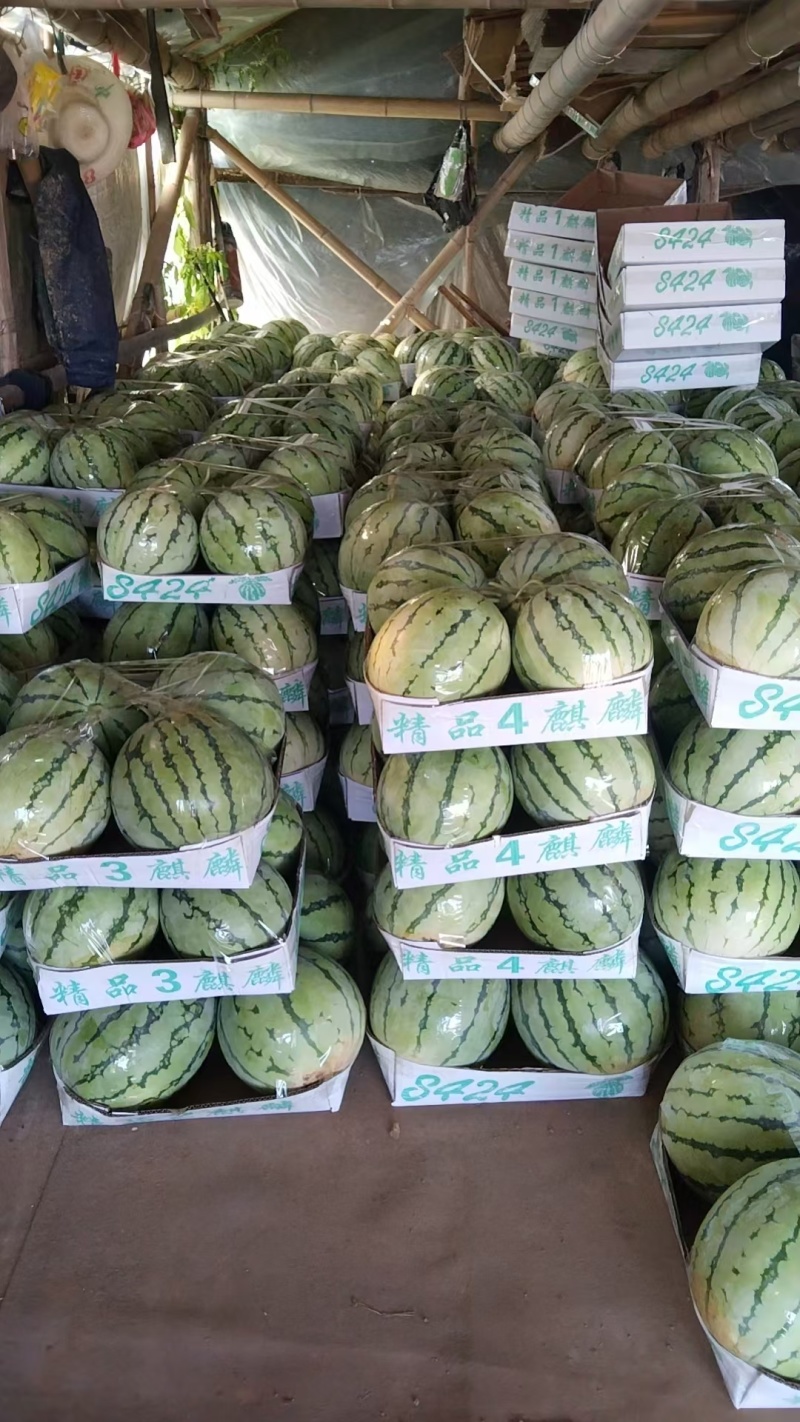 湖南岳阳麒麟西瓜大量供应代发全国诚信合作欢迎来电