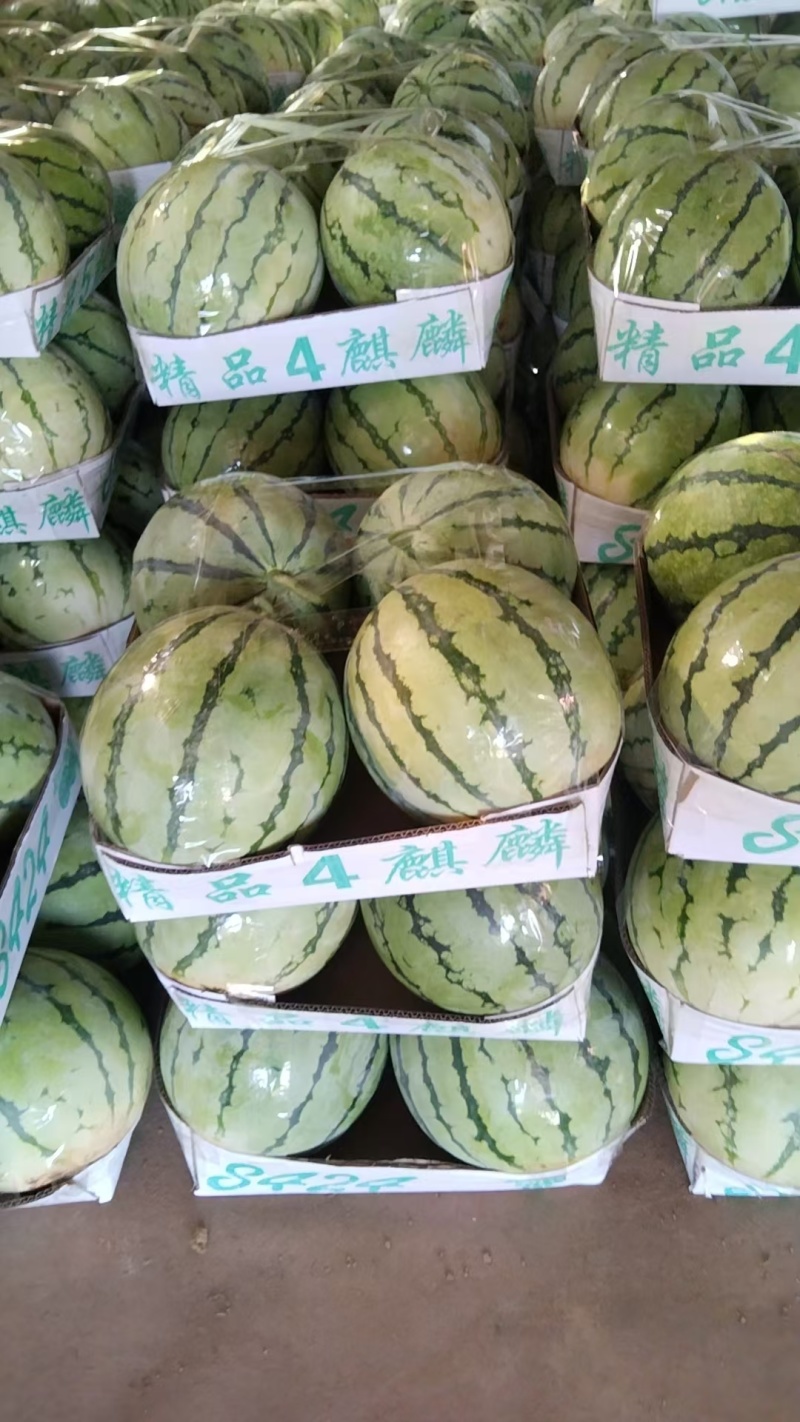 湖南岳阳麒麟西瓜大量供应代发全国诚信合作欢迎来电