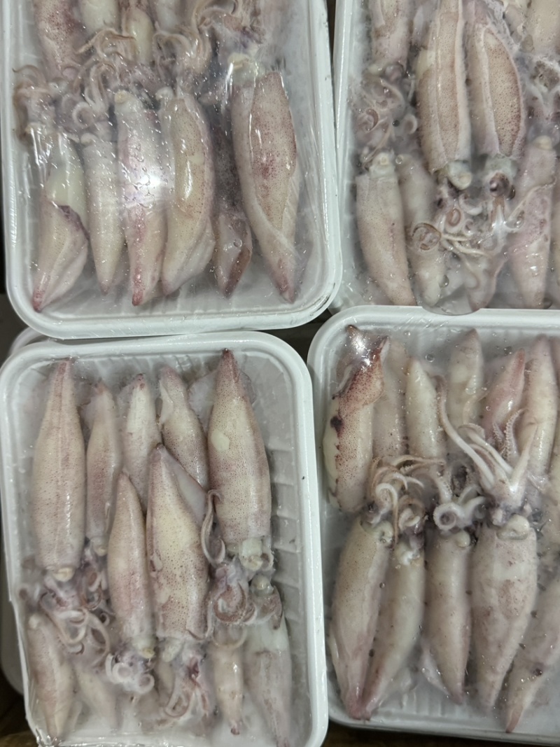海兔鱿鱼，膏鱿，全带籽，品质保证、适合各大商超，社区团购