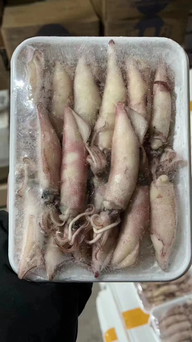 海兔鱿鱼，膏鱿，全带籽，品质保证、适合各大商超，社区团购