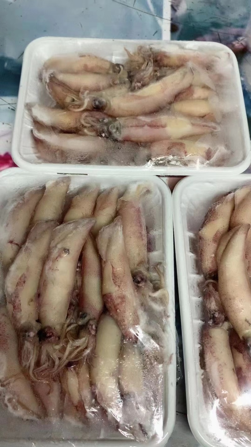 海兔鱿鱼，膏鱿，全带籽，品质保证、适合各大商超，社区团购