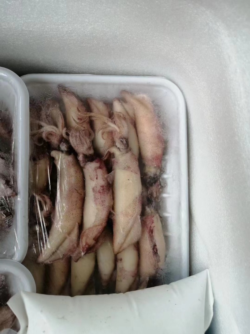 海兔鱿鱼，膏鱿，全带籽，品质保证、适合各大商超，社区团购
