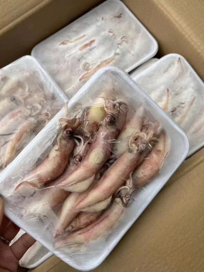 海兔鱿鱼，膏鱿，全带籽，品质保证、适合各大商超，社区团购