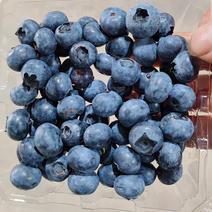 精品蓝莓绿宝石蓝莓，一手货源，品质保证，量大从优