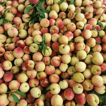 广西桂林桃子，春美，油桃大量供货