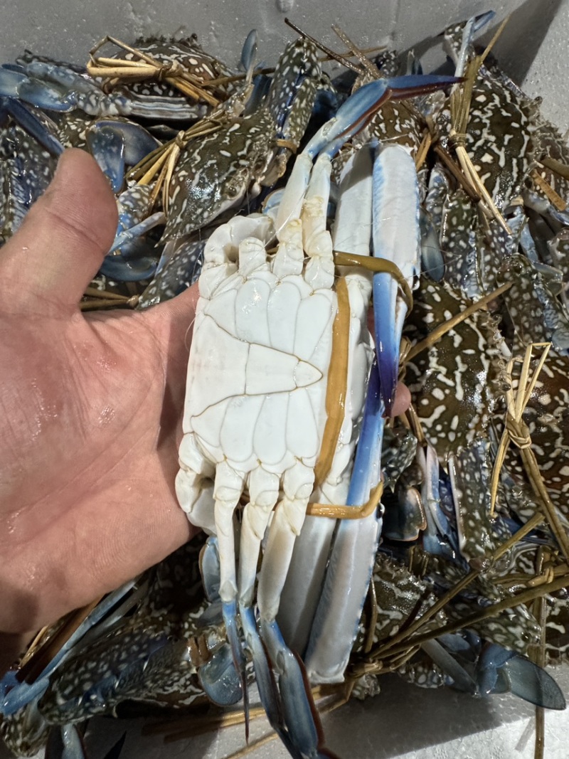 蓝花蟹速冻2/3个一斤，个头大肉质肥美鲜甜