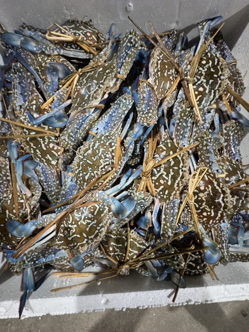 蓝花蟹速冻2/3个一斤，个头大肉质肥美鲜甜