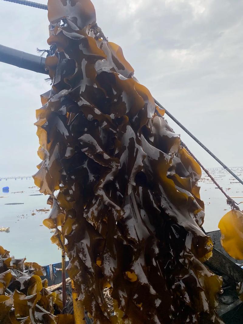福建霞浦海带头干货特级厚实福建特级海带根特厚特级日晒海带