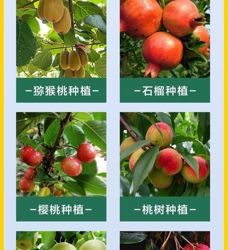 果树专用促控剂PBO控梢控旺控叶促花膨果着色保花保果叶面