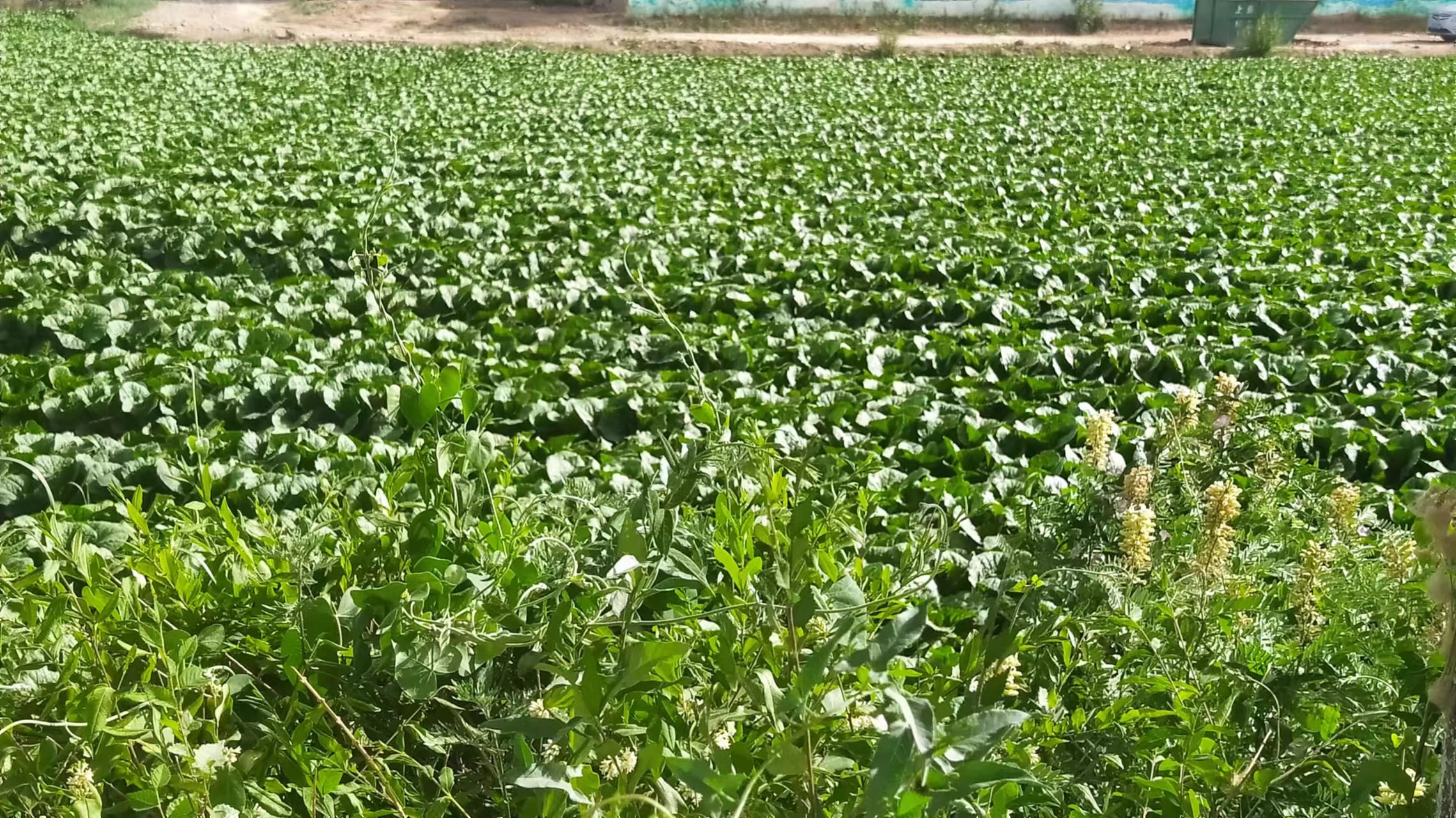 云南高原娃娃菜种植基地航拍图