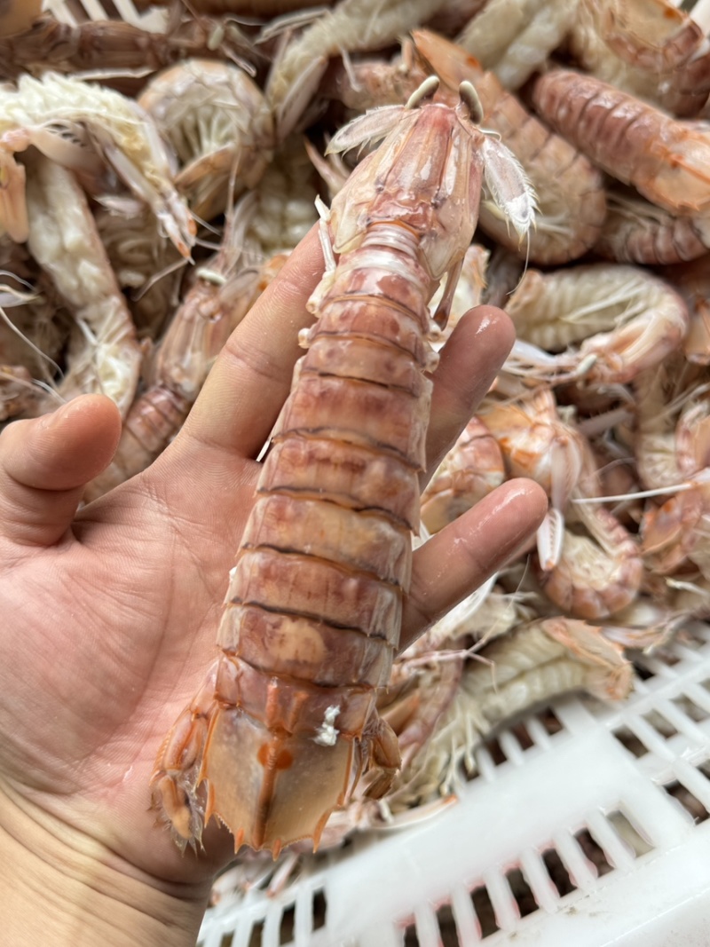皮皮虾活煮5/7规格，个头大肉质饱满鲜美，适合各大餐饮