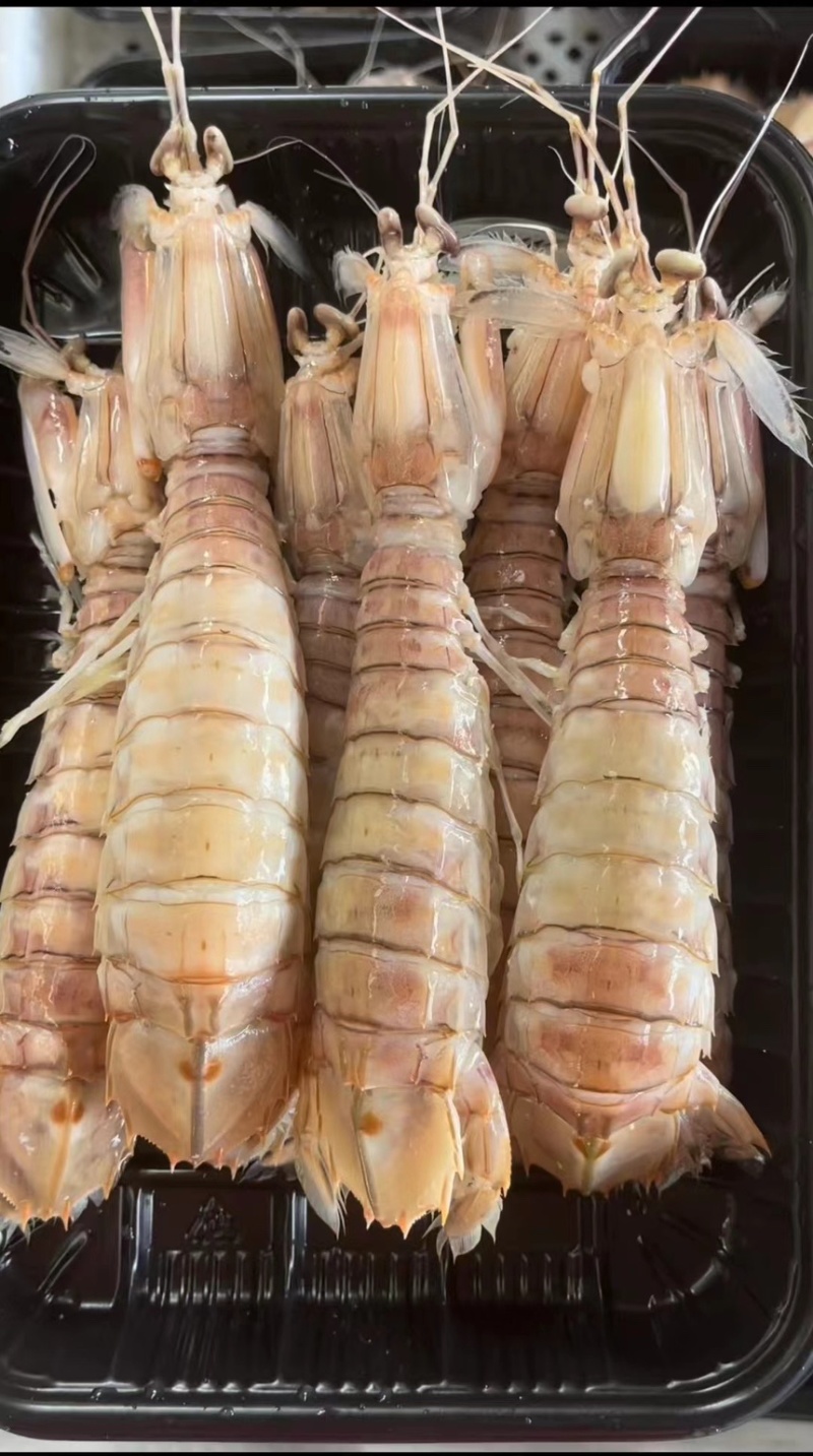 皮皮虾活煮5/7规格，个头大肉质饱满鲜美，适合各大餐饮