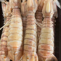 皮皮虾活煮5/7规格，个头大肉质饱满鲜美，适合各大餐饮