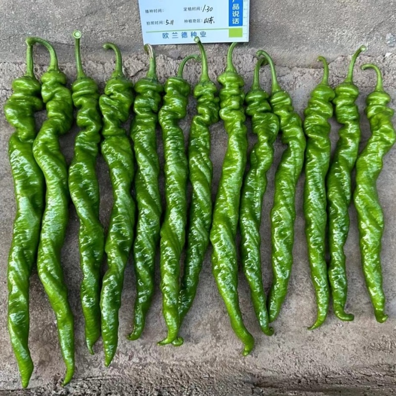 全螺麻面螺丝椒种子欧兰德特大薄皮肉厚顺直陇椒螺丝辣椒种子