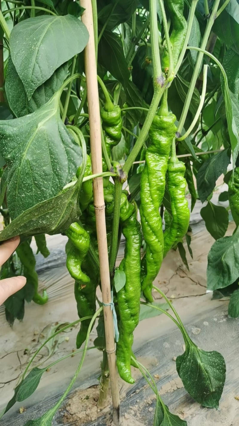 全螺麻面螺丝椒种子欧兰德特大薄皮肉厚顺直陇椒螺丝辣椒种子
