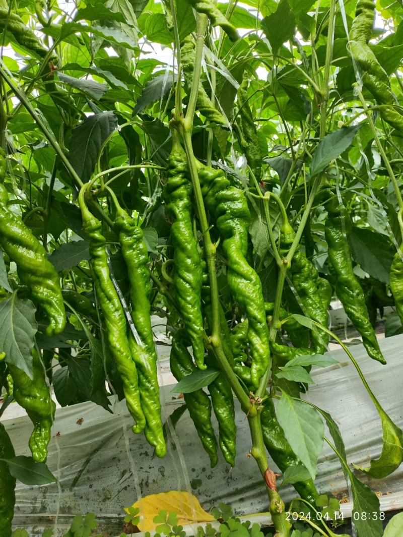 全螺麻面螺丝椒种子欧兰德特大薄皮肉厚顺直陇椒螺丝辣椒种子