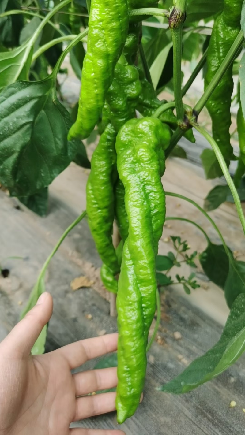全螺麻面螺丝椒种子欧兰德特大薄皮肉厚顺直陇椒螺丝辣椒种子
