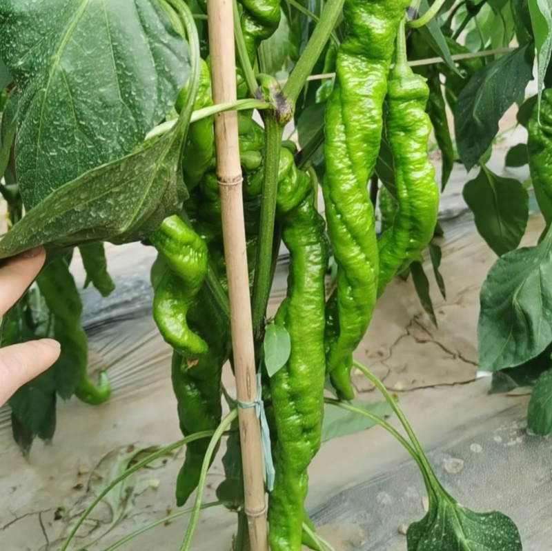 全螺麻面螺丝椒种子欧兰德特大薄皮肉厚顺直陇椒螺丝辣椒种子