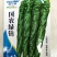 全螺麻面螺丝椒种子欧兰德特大薄皮肉厚顺直陇椒螺丝辣椒种子