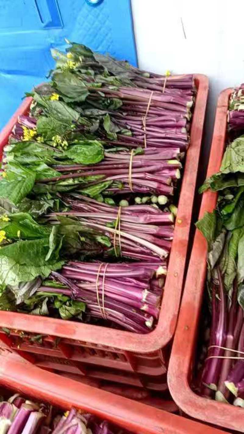 红菜苔，贵州优质精品红菜苔量大价格优惠大量上市