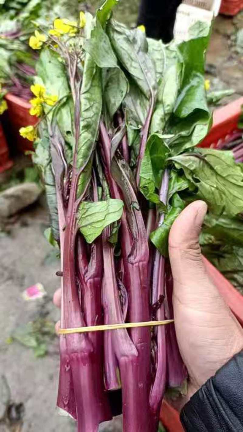 红菜苔，贵州优质精品红菜苔量大价格优惠大量上市