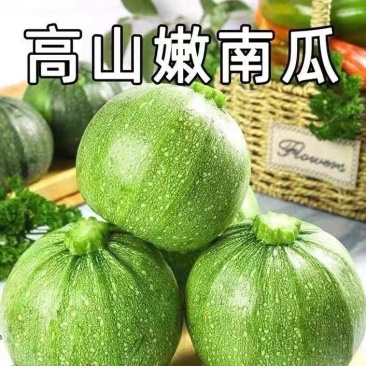 嫩南瓜小南瓜产地大量供应，价格不贵，欢迎订购。