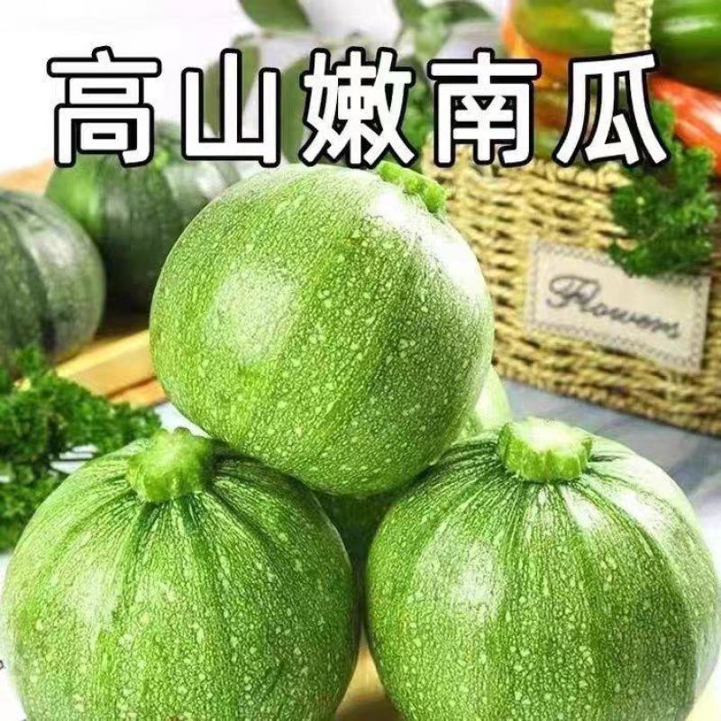 嫩南瓜小南瓜产地大量供应，价格不贵，欢迎订购。