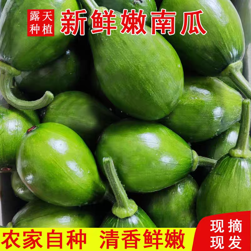 嫩南瓜小南瓜产地大量供应，价格不贵，欢迎订购。