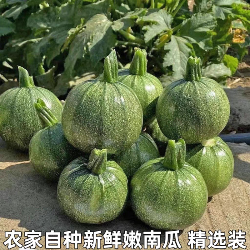 嫩南瓜小南瓜产地大量供应，价格不贵，欢迎订购。