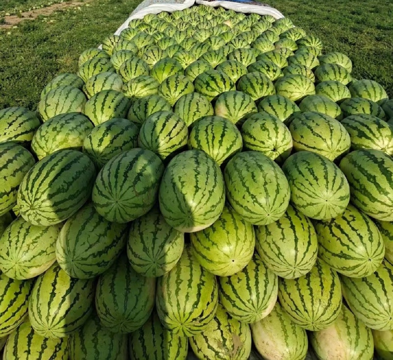 金城五号西瓜，新疆产区一手货源，我给你让价让你可以有钱赚