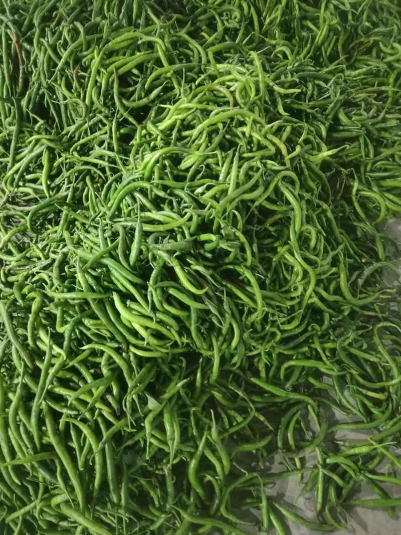 辣椒