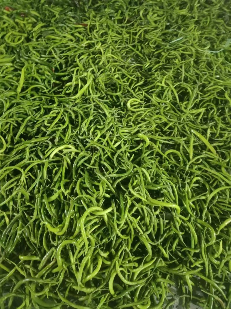 辣椒