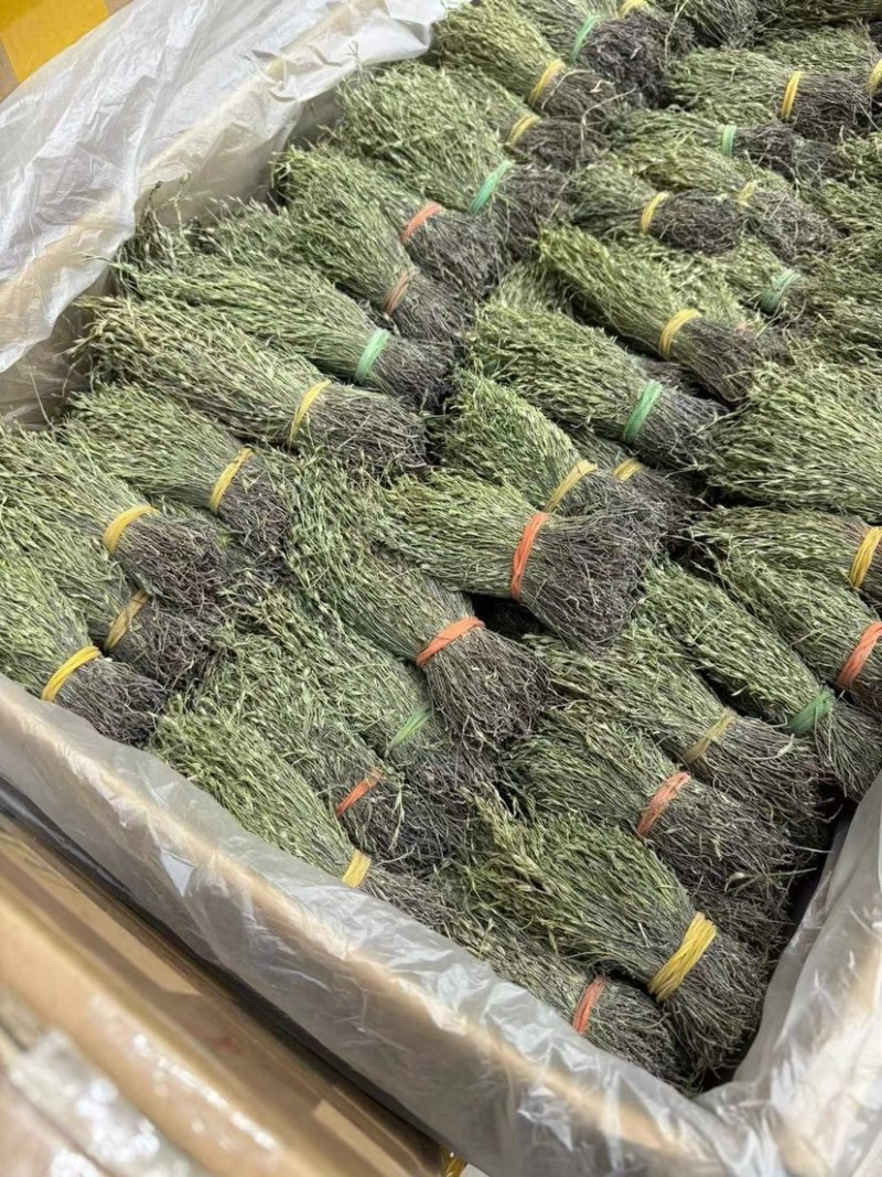 独脚金青绿野生A货短脚精品正宗广西产地批发价