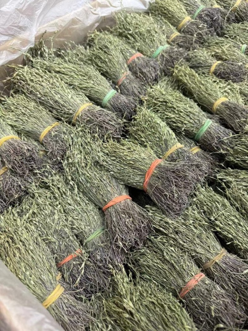 独脚金青绿野生A货短脚精品正宗广西产地批发价