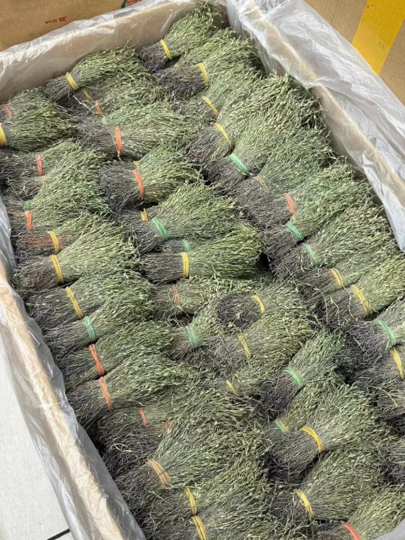 独脚金青绿野生A货短脚精品正宗广西产地批发价
