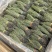 独脚金青绿野生A货短脚精品正宗广西产地批发价
