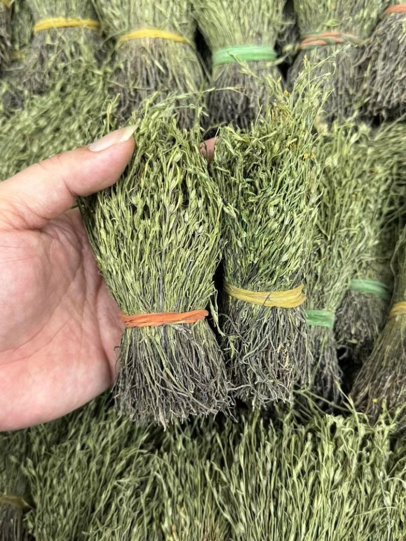 独脚金青绿野生A货短脚精品正宗广西产地批发价