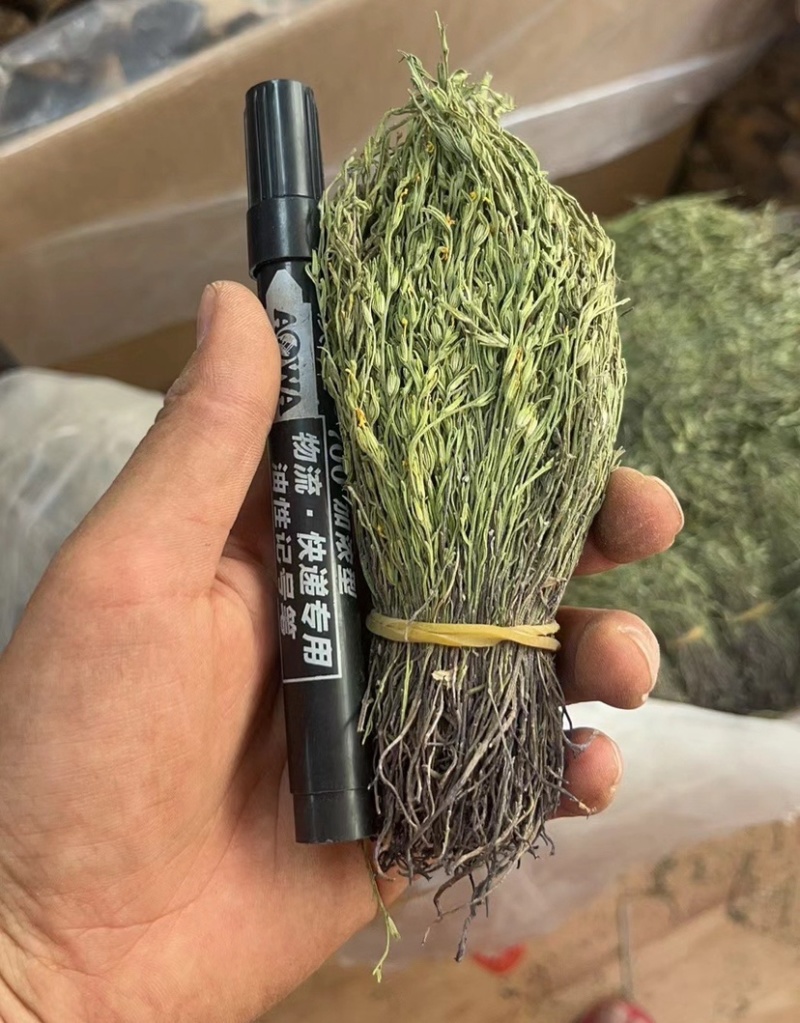 独脚金青绿野生A货短脚精品正宗广西产地批发价