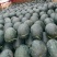 湖北宜城市绿裳，黑美人西瓜，坡地瓜，口感好，耐运输