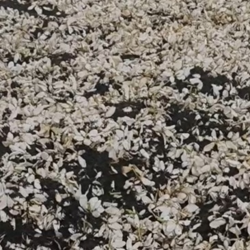 栀子花印花加工绿茶白茶加工供应