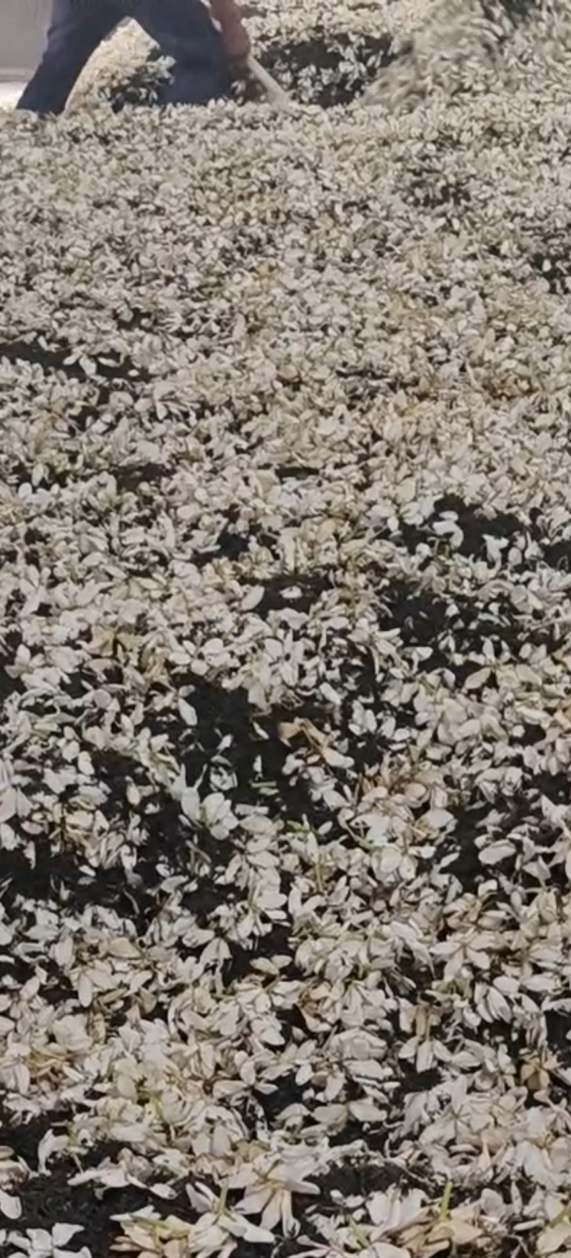 栀子花印花加工绿茶白茶加工供应