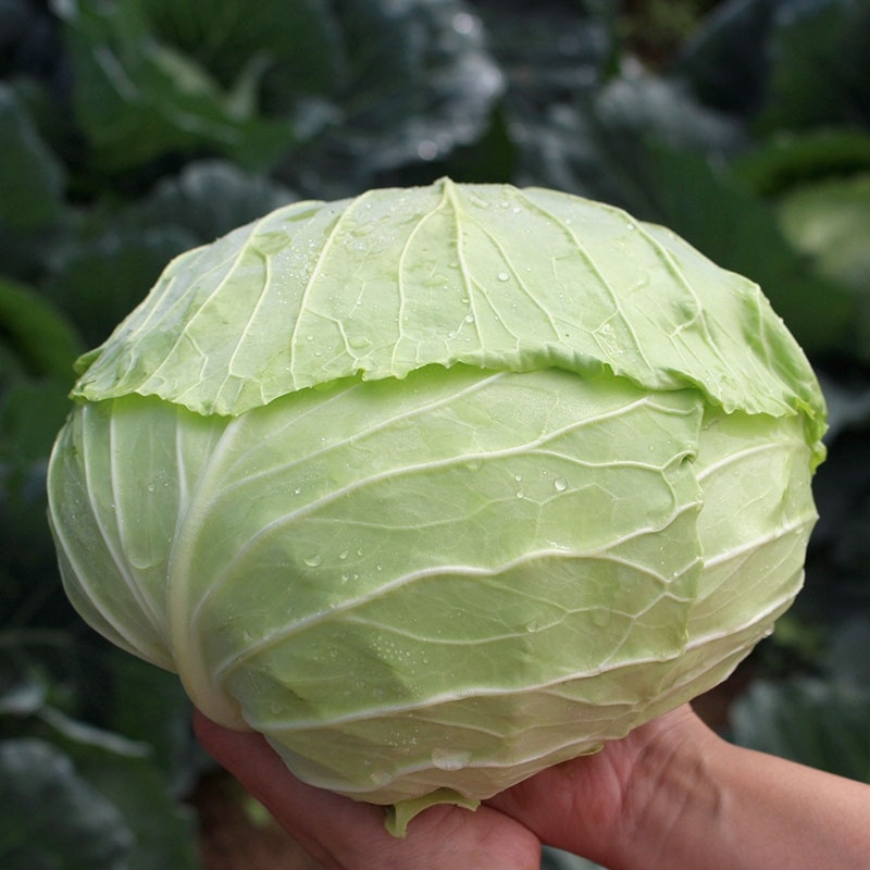 京丰一号甘蓝专业种植平包菜加工厂食堂货市场货