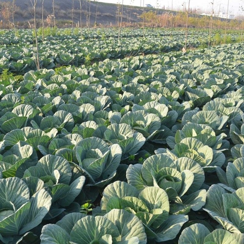 京丰一号甘蓝专业种植平包菜加工厂食堂货市场货