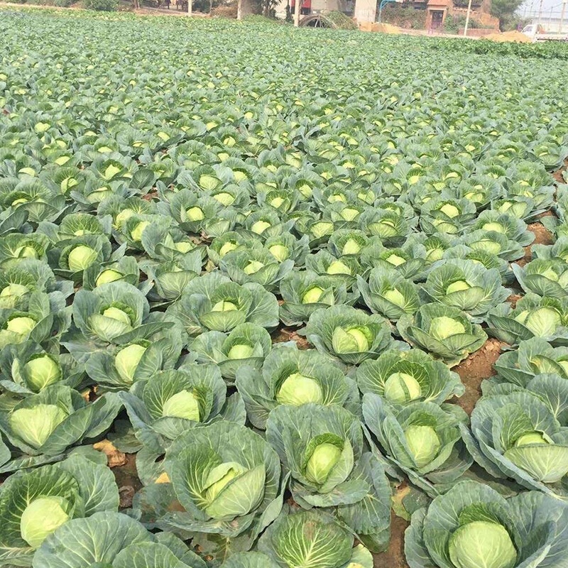 京丰一号甘蓝专业种植平包菜加工厂食堂货市场货