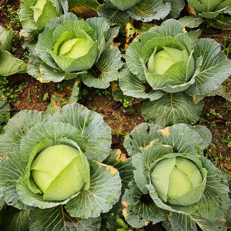 京丰一号甘蓝专业种植平包菜加工厂食堂货市场货